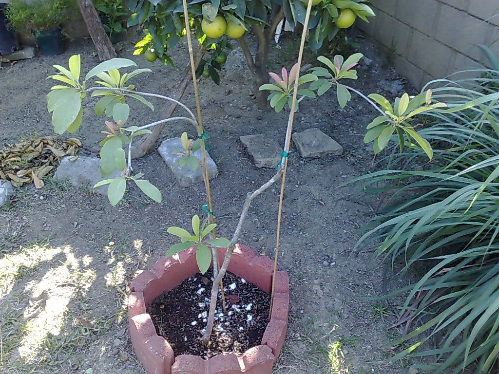 Sapodilla "Alano"